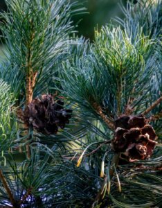 Pinus parviflora Glauca - Fruits