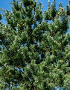 Pinus parviflora Glauca - Vue d'ensemble