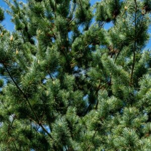 Pinus parviflora Glauca - Vue d'ensemble