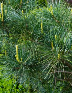 Pinus parviflora Glauca - Feuillage