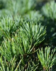 Pinus parviflora Tempelhof - Feuillage