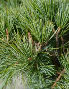 Pinus parviflora Tempelhof - Feuillage