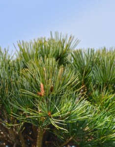 Pinus parviflora Tempelhof - Feuillage