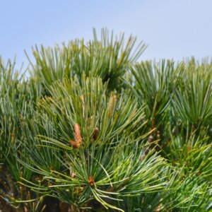 Pinus parviflora Tempelhof - Feuillage