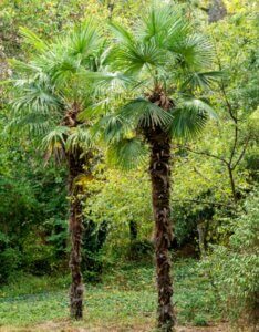 Trachycarpus fortunei - Vue d'ensemble