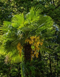 Trachycarpus fortunei - Vue d'ensemble