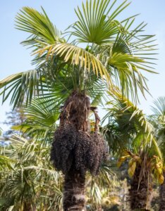 Trachycarpus fortunei - Vue d'ensemble