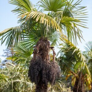 Trachycarpus fortunei - Vue d'ensemble