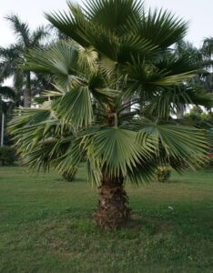 Washingtonia robusta - Vue d'ensemble