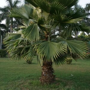 Washingtonia robusta - Vue d'ensemble
