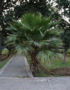 Washingtonia robusta - Vue d'ensemble