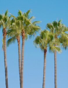 Washingtonia robusta - Vue d'ensemble