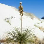 Yucca elata - Vue d'ensemble