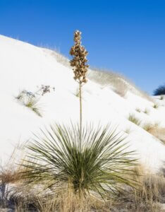 Yucca elata - Vue d'ensemble