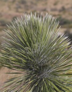 Yucca elata - Feuillage