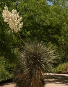 Yucca elata - Vue d'ensemble