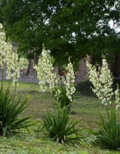 Yucca filamentosa - Vue d'ensemble