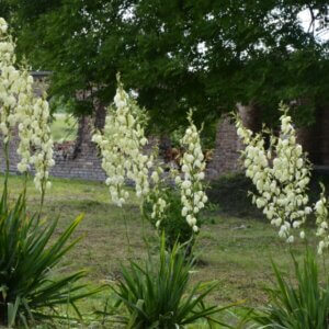 Yucca filamentosa - Vue d'ensemble
