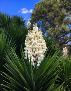 Yucca filamentosa - Fleur
