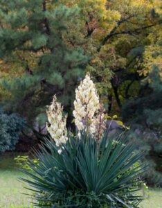 Yucca filamentosa - Vue d'ensemble