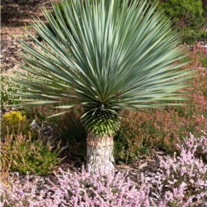 Yucca rostrata - Vue d'ensemble