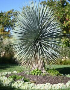 Yucca rostrata - Vue d'ensemble
