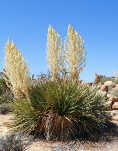 Yucca rostrata - Vue d'ensemble