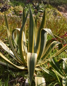 Agave americana Variegata - Vue d'ensemble