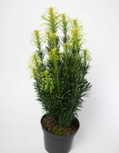 Cephalotaxus harringtonii Fastigiata - Vue d'ensemble