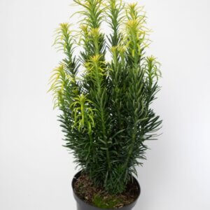 Cephalotaxus harringtonii Fastigiata - Vue d'ensemble