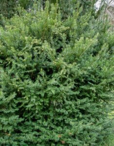 Cephalotaxus harringtonii Fastigiata - Feuillage vue d'ensemble