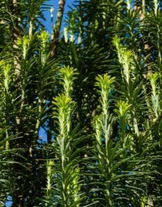 Cephalotaxus harringtonii Fastigiata - Feuillage