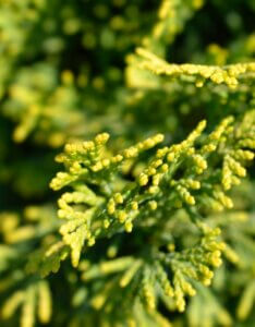 Chamaecyparis obtusa Aurora - Feuillage