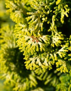 Chamaecyparis obtusa Aurora - Feuillage
