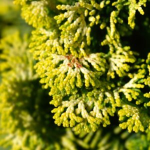Chamaecyparis obtusa Aurora - Feuillage