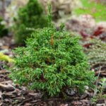 Chamaecyparis obtusa Gitte - Vue d'ensemble