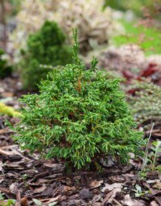 Chamaecyparis obtusa Gitte - Vue d'ensemble