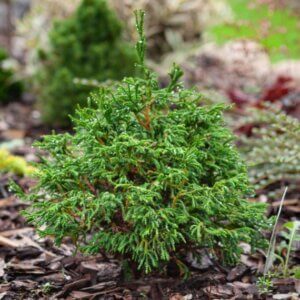 Chamaecyparis obtusa Gitte - Vue d'ensemble