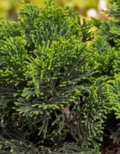 Chamaecyparis obtusa Gitte Feuillage vue d'ensemble