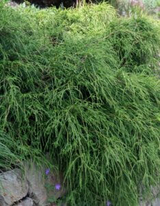 Chamaecyparis pisifera Filifera Nana - Vue d'ensemble