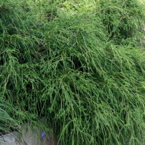 Chamaecyparis pisifera Filifera Nana - Vue d'ensemble