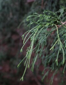 Chamaecyparis pisifera Filifera Nana - Feuillage