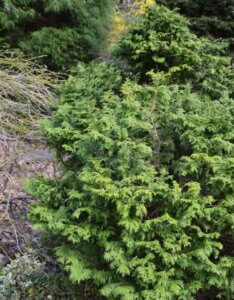 Chamaecyparis pisifera Filifera Nana - Vue d'ensemble