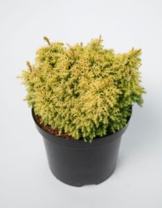 Cryptomeria japonica Twinkle Toes - Plante en pot