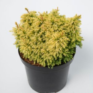 Cryptomeria japonica Twinkle Toes - Plante en pot