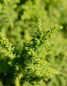 Cryptomeria japonica Twinkle Toes - Feuillage