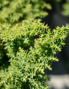 Cryptomeria japonica Twinkle Toes - Feuillage