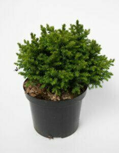 Cryptomeria japonica Vilmoriniana - Plante en pot
