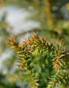 Cryptomeria japonica Vilmoriniana - Feuillage