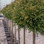 Cryptomeria japonica Vilmoriniana - Vue d'ensemble